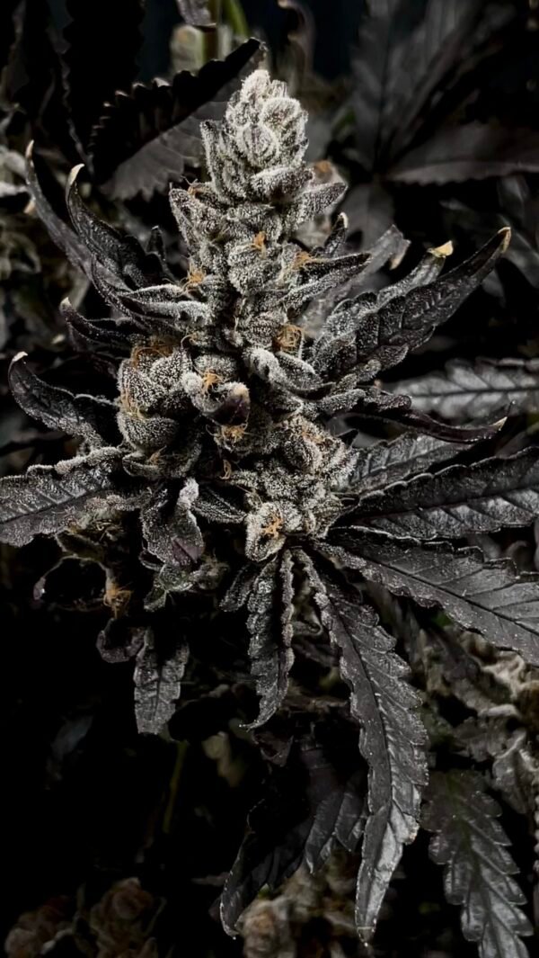 Super Nova -FEMINIZED