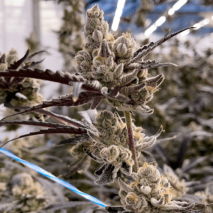 FEMINIZED