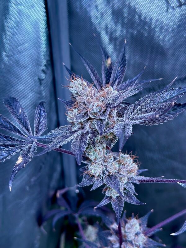 Tropic Miami -FEMINIZED