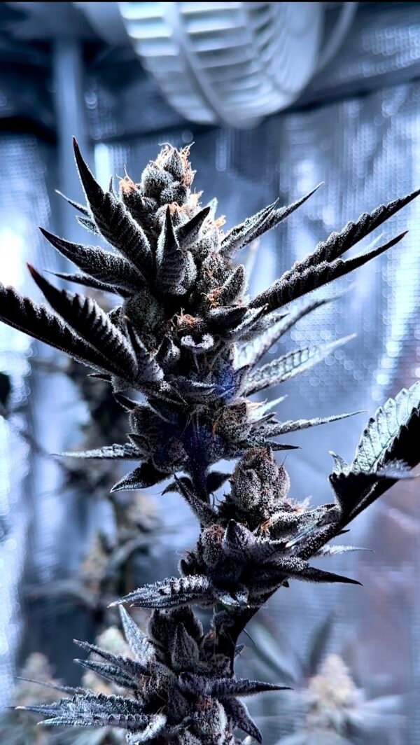 Coconut Cream -FEMINIZED