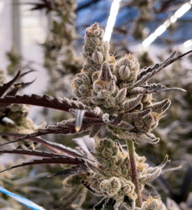 FEMINIZED