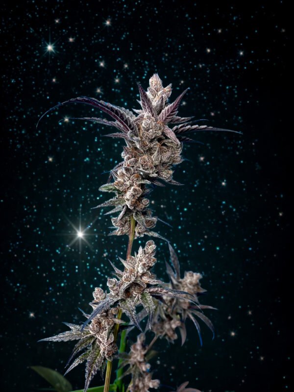 Sativa Starlight